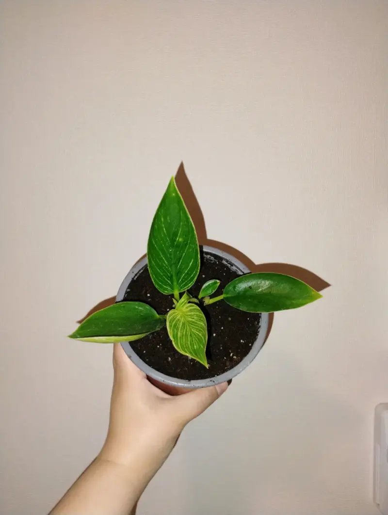 Planta de interior en maceta pequeña - 2