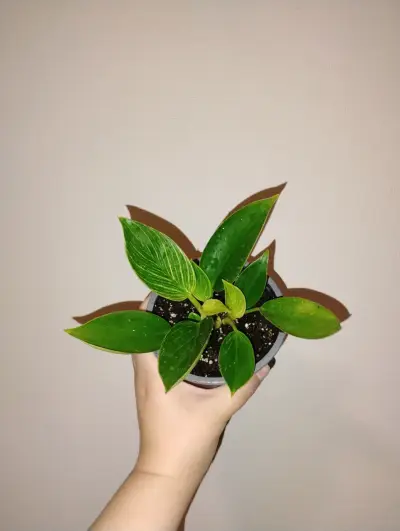 Planta de interior en maceta pequeña - miniatura 5