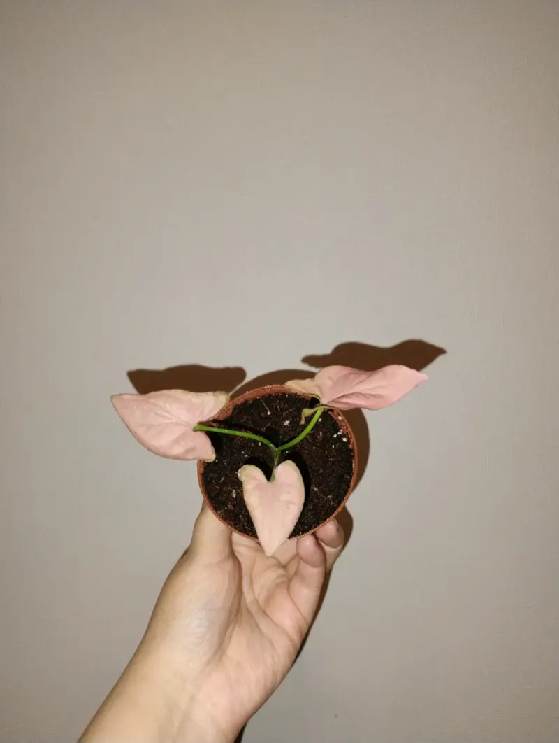 Planta Syngonium Pink en Maceta Pequeña - 2