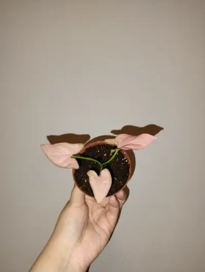 Planta Syngonium Pink en Maceta Pequeña - miniatura 2