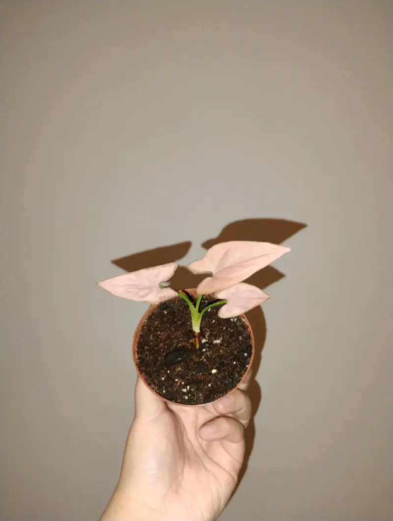 Planta Syngonium Pink en Maceta Pequeña - 3