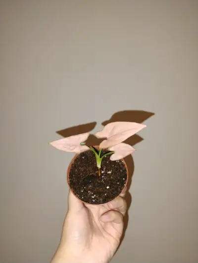 Planta Syngonium Pink en Maceta Pequeña - miniatura 3