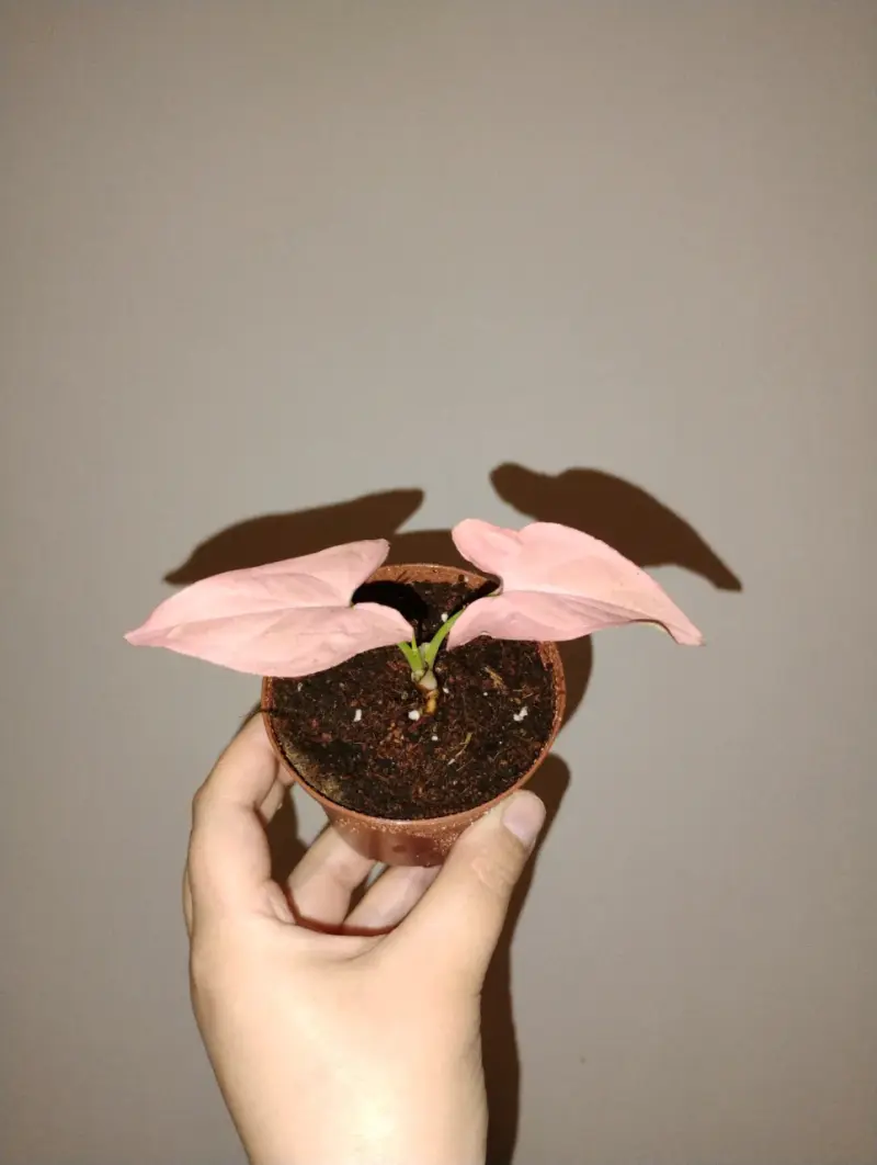 Planta Syngonium Pink en Maceta Pequeña - 4