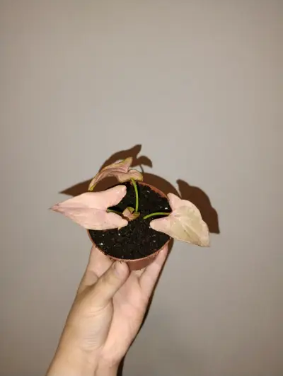 Planta Syngonium Pink en Maceta Pequeña - miniatura 5