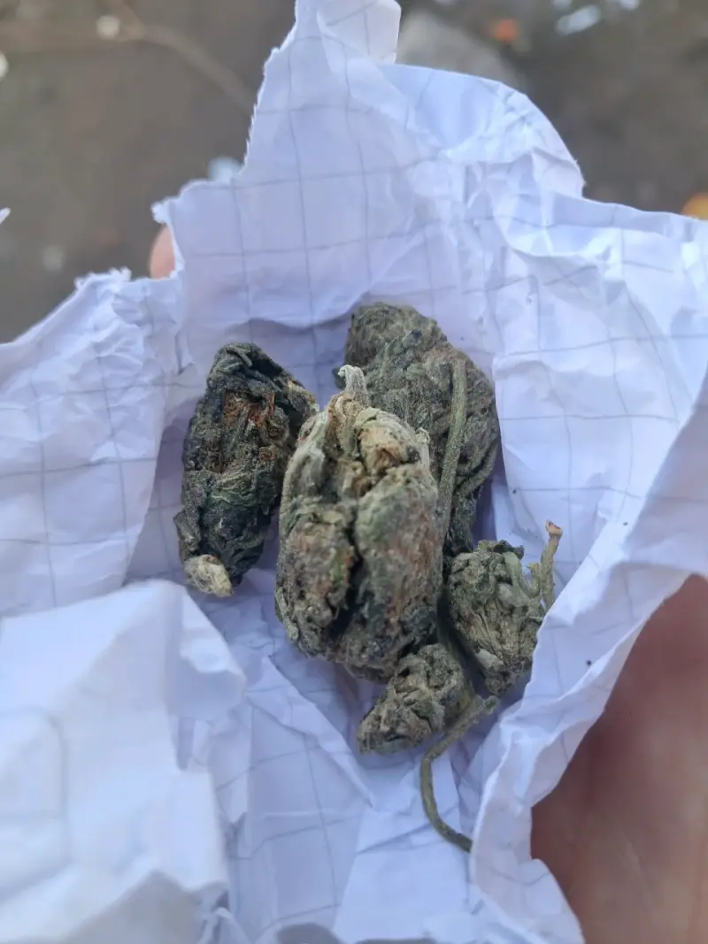 Se vende yerba fina en llay llay