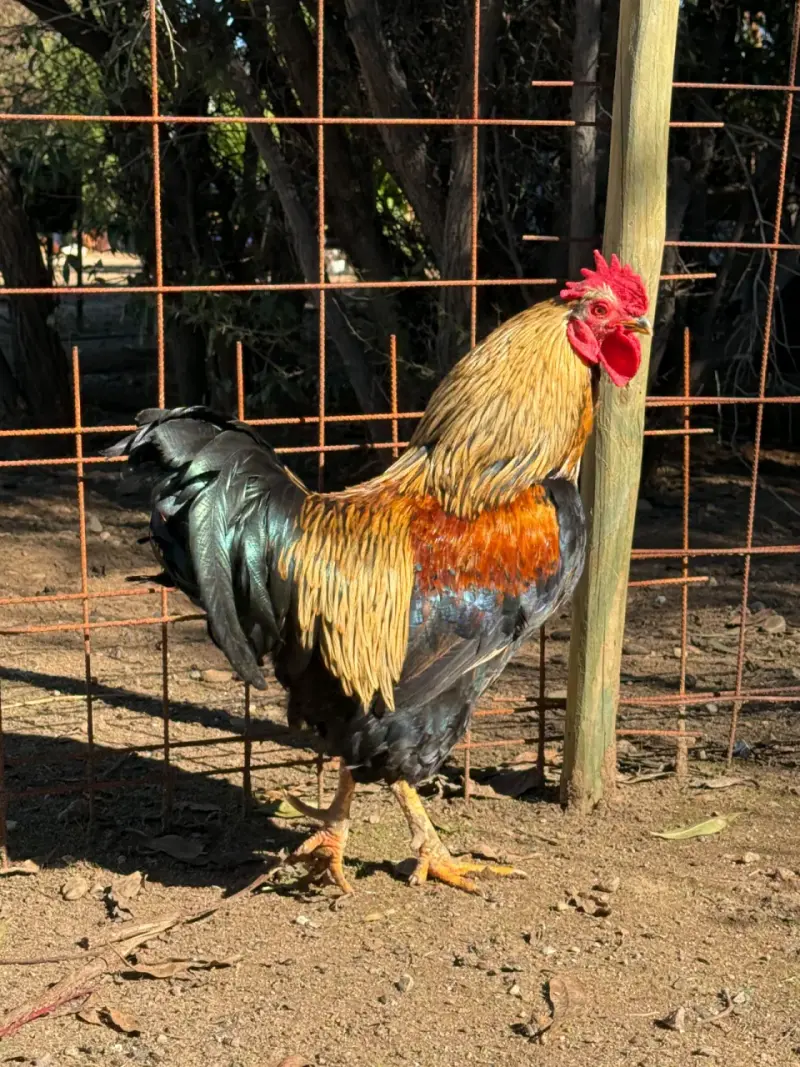 Gallo de raza con plumaje colorido - 1