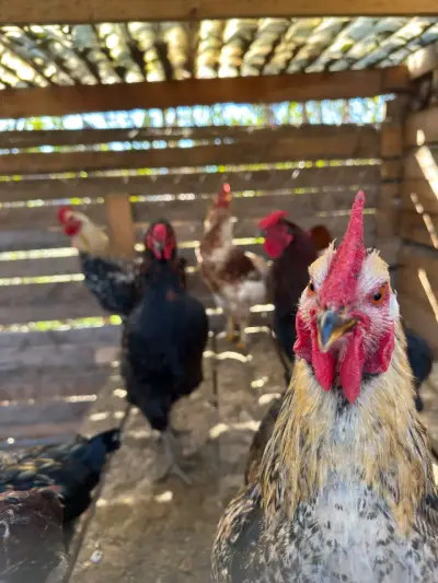 Gallo de raza con plumaje colorido - miniatura 2