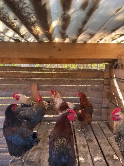 Gallo de raza con plumaje colorido - miniatura 4