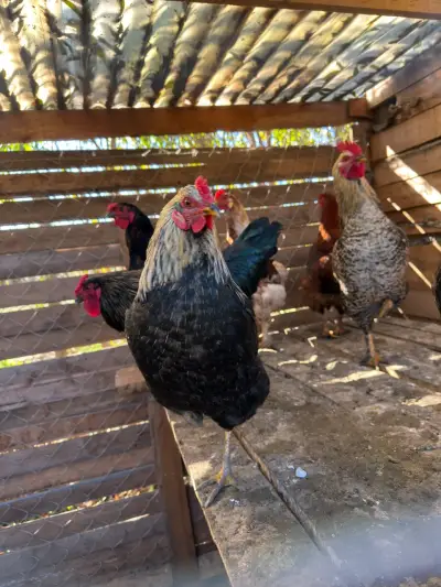 Gallo de raza con plumaje colorido - miniatura 5