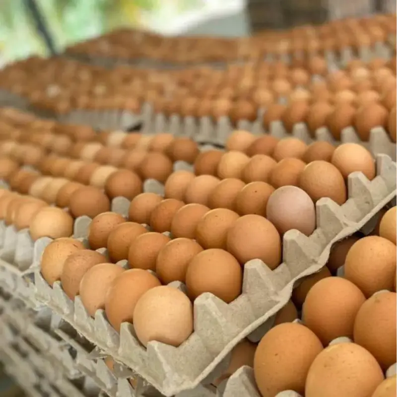 Huevos frescos de gallina en bandeja