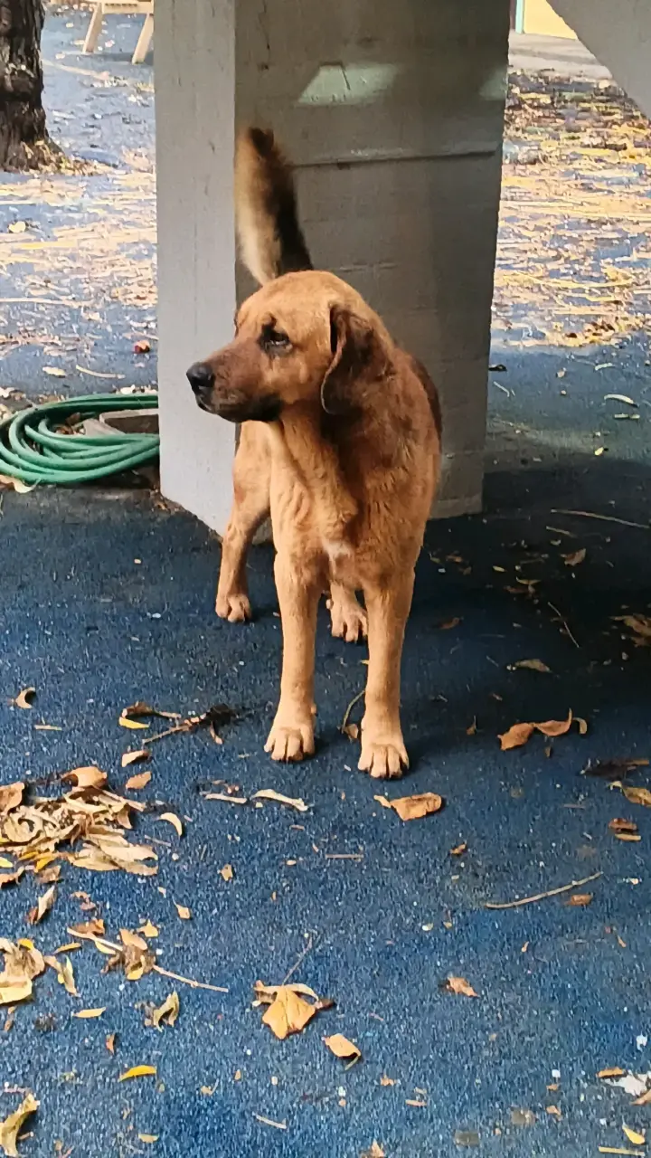 Perro