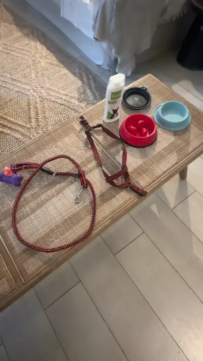 Kit de accesorios para perro con correa y platos - miniatura 1