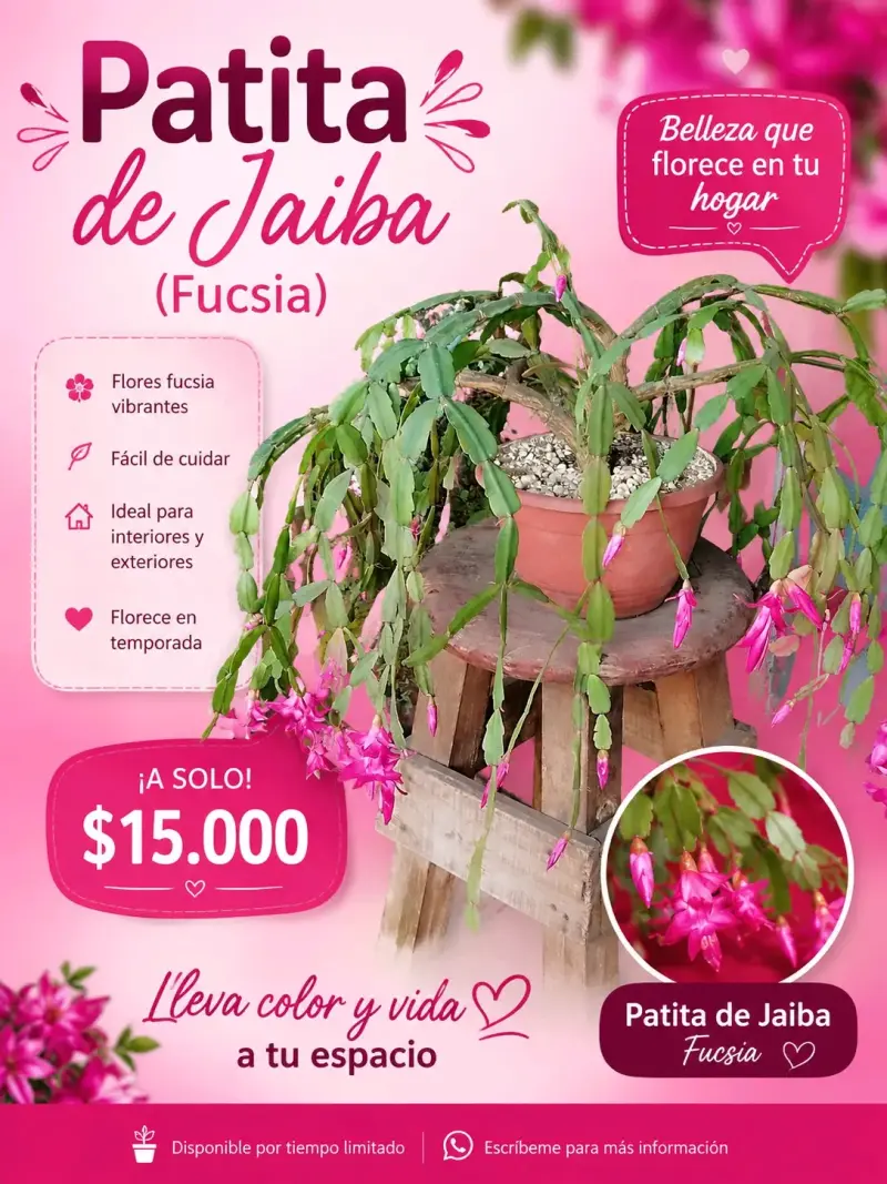 Planta Patita de Jaiba Fucsia en Maceta - 1