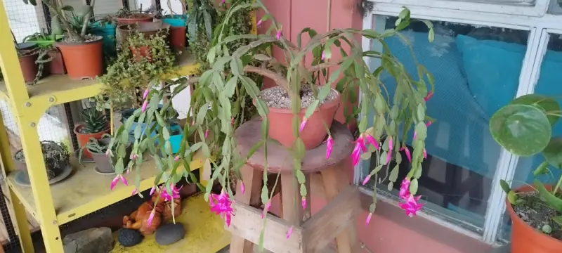 Planta Patita de Jaiba Fucsia en Maceta - 2