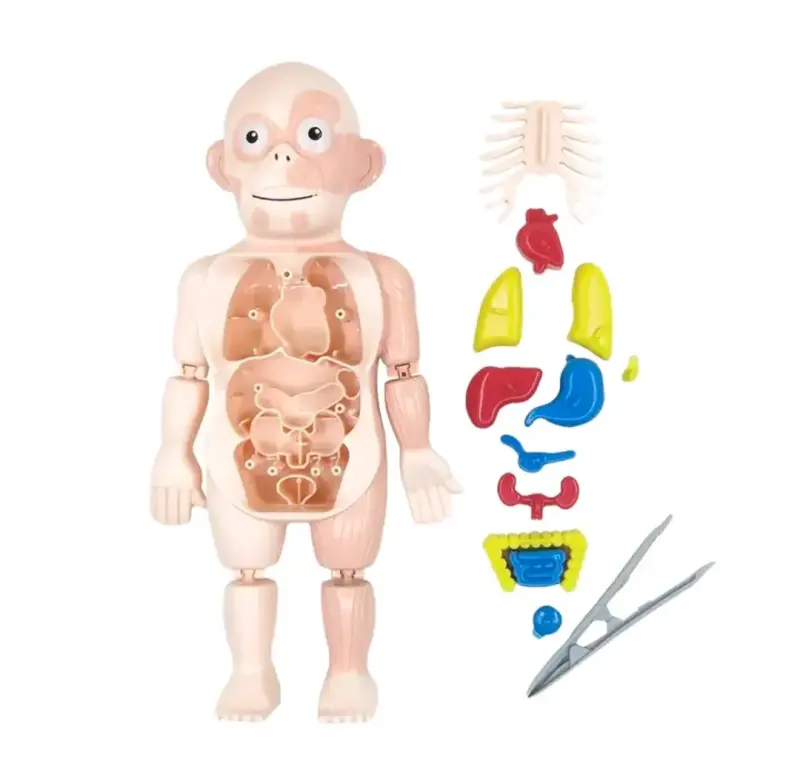 Juguete educativo de anatomía para niños - 1