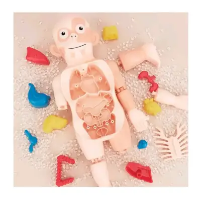 Juguete educativo de anatomía para niños - miniatura 2