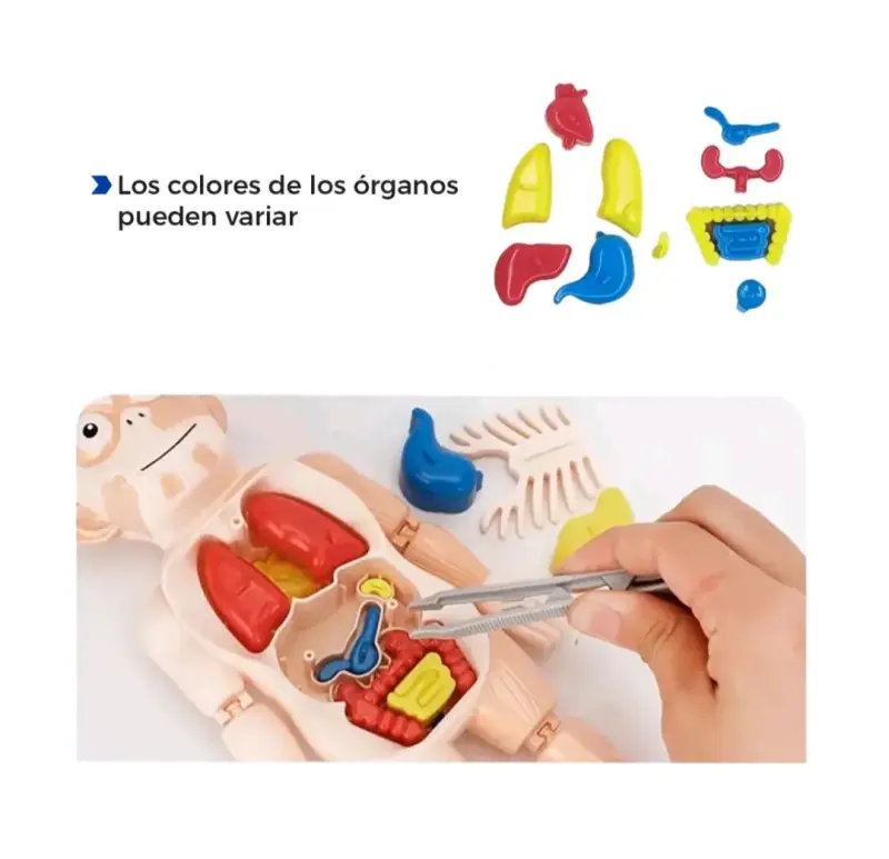 Juguete educativo de anatomía para niños - 3
