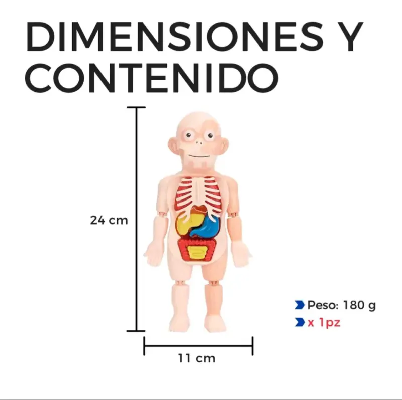 Juguete educativo de anatomía para niños - 4