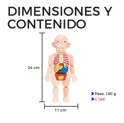 Juguete educativo de anatomía para niños - miniatura 4
