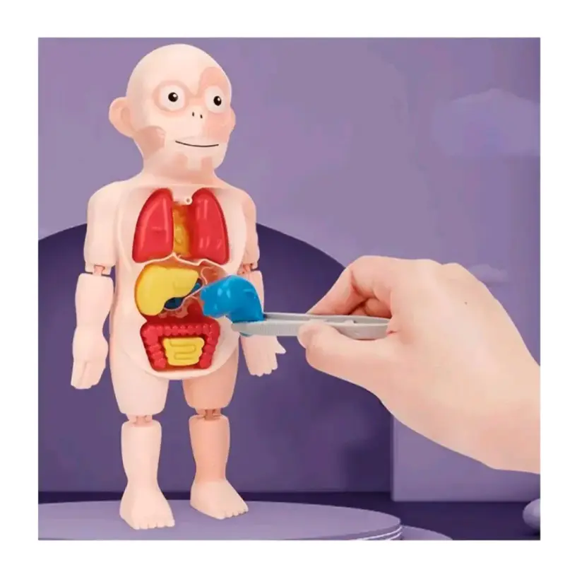 Juguete educativo de anatomía para niños - 5