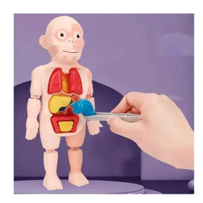 Juguete educativo de anatomía para niños - miniatura 5