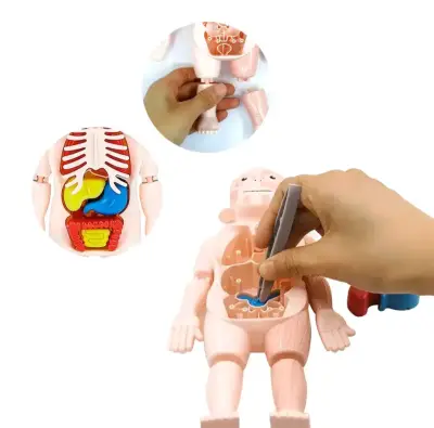 Juguete educativo de anatomía para niños - miniatura 6