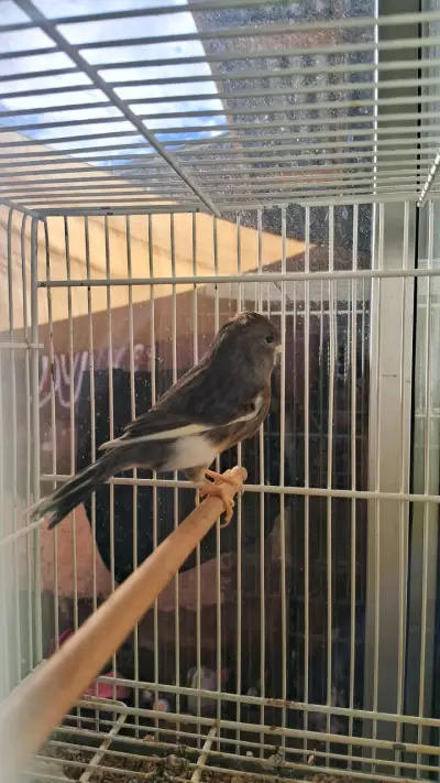 Canarios en jaula para venta - miniatura 1