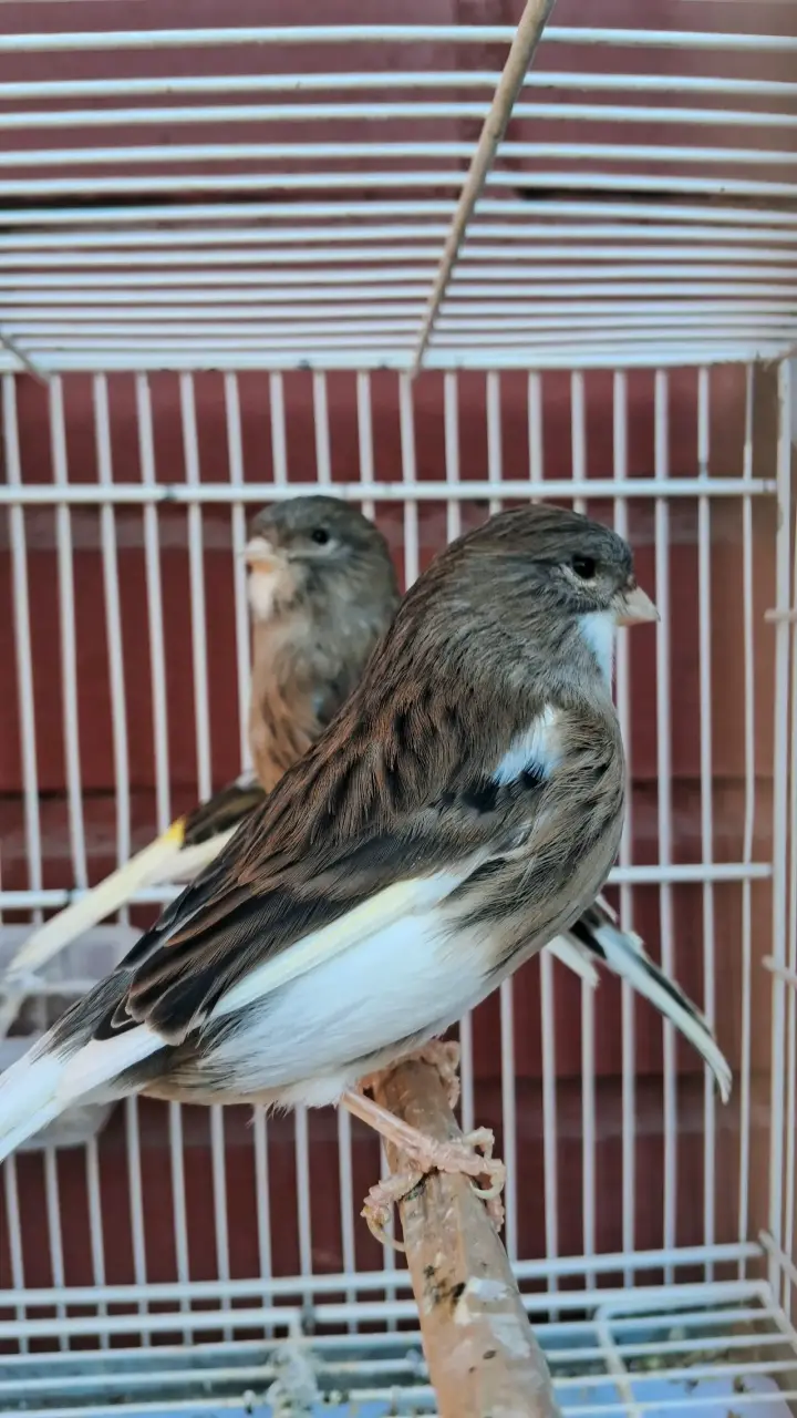 Canarios en jaula para venta - 3