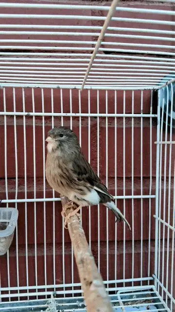 Canarios en jaula para venta - 4