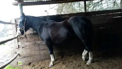 Caballo negro con patas blancas en buen estado - miniatura 1