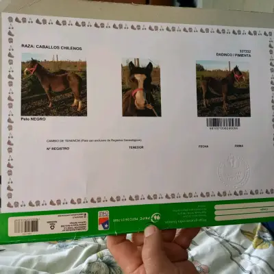 Caballo negro con patas blancas en buen estado - miniatura 3