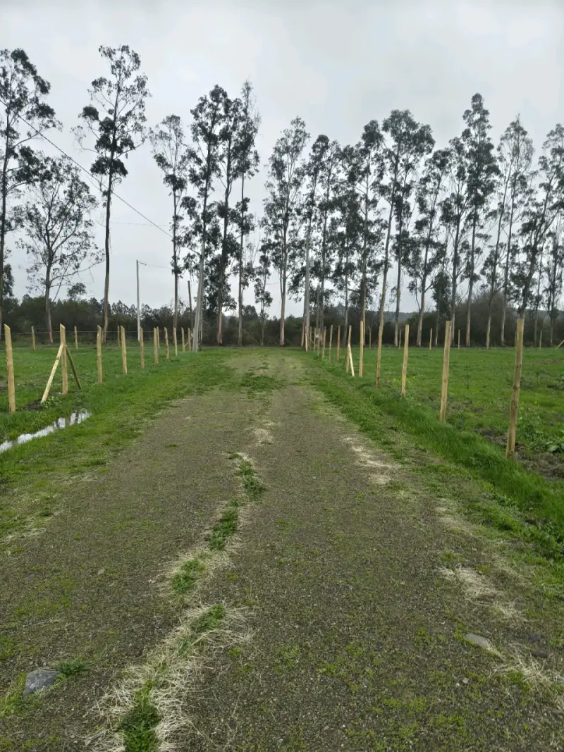 parcelas en Corralones, San Clemente, Región del M - 1