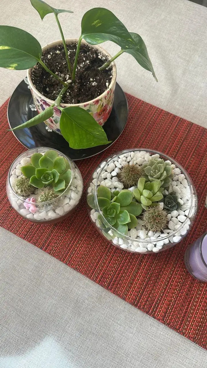 Terrario de suculentas y cactus en maceta de vidrio - 1