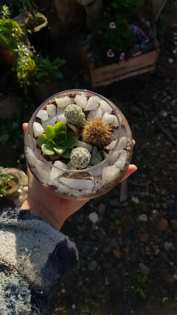 Terrario de suculentas y cactus en maceta de vidrio - 2