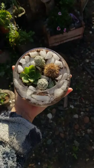 Terrario de suculentas y cactus en maceta de vidrio - miniatura 2