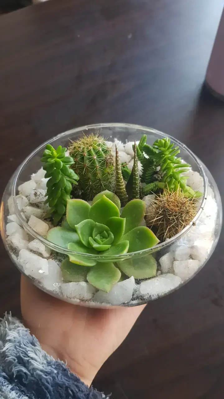 Terrario de suculentas y cactus en maceta de vidrio - 3