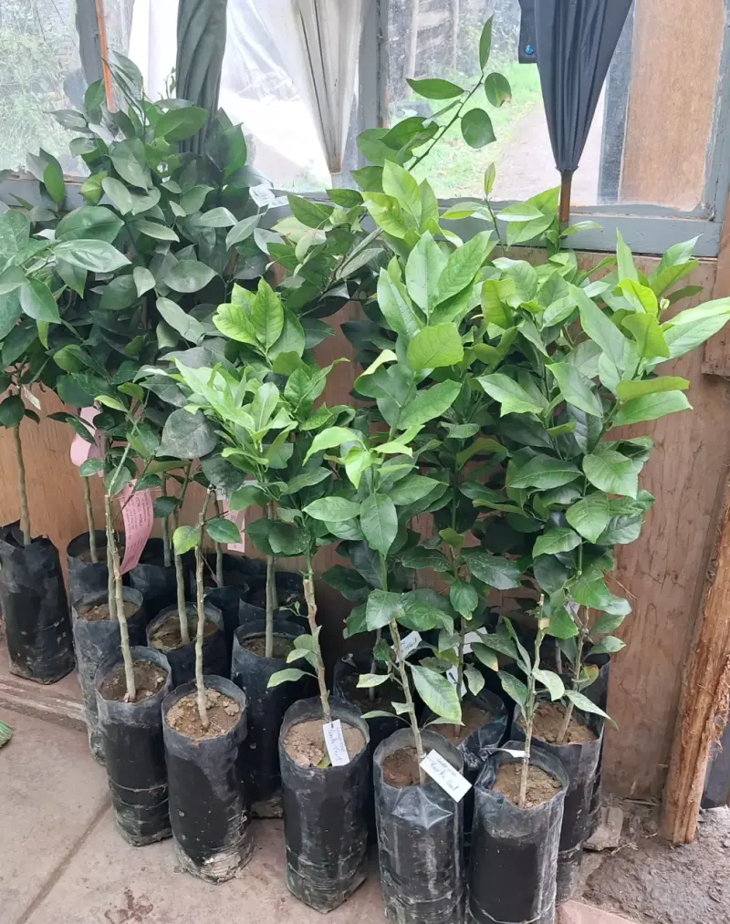 Árboles frutales cítricos en macetas - 2