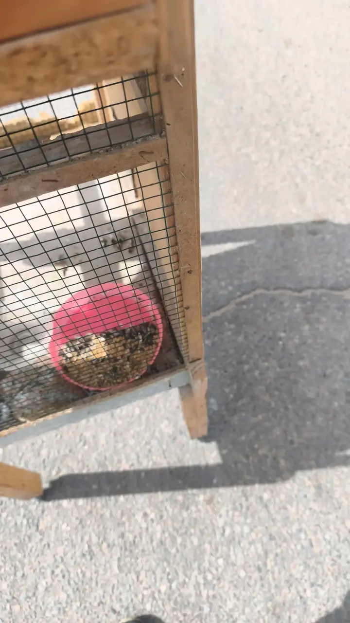 Jaula de madera para aves con perchas - 2