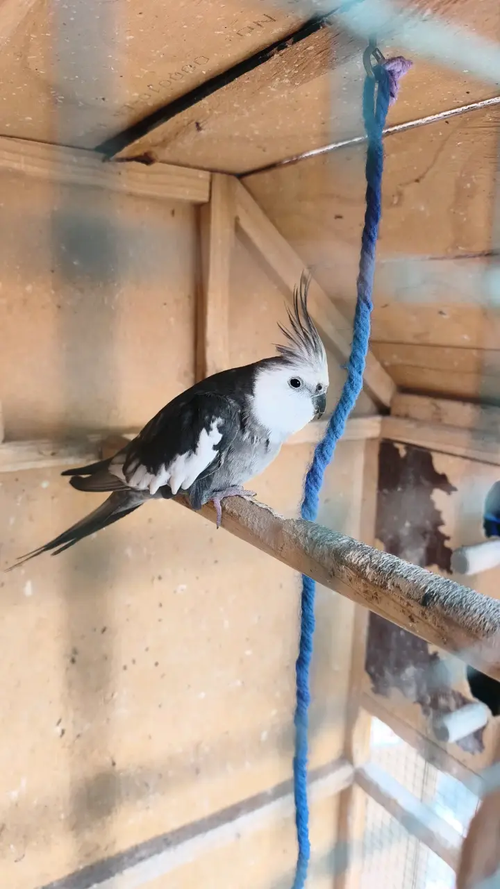 Jaula de madera para aves con perchas - 3