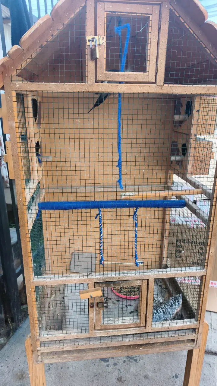 Jaula de madera para aves con perchas - 4