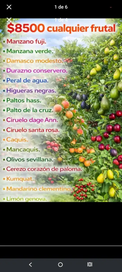 Árboles frutales - miniatura 1