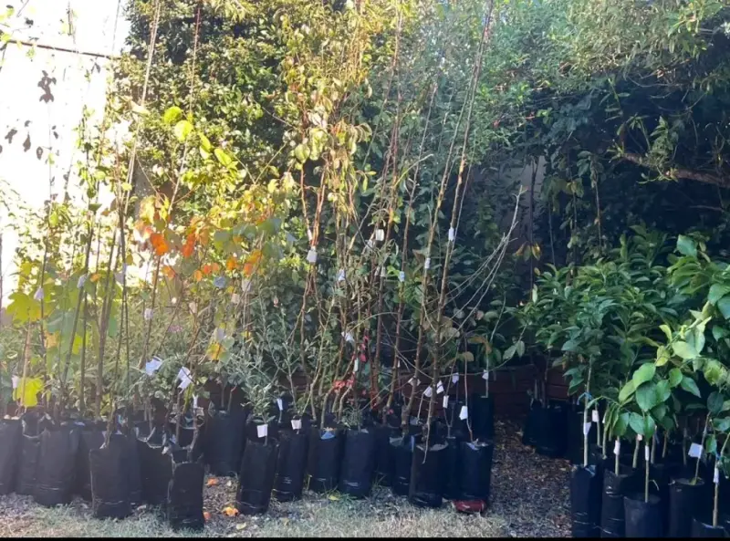 Árboles frutales - 2