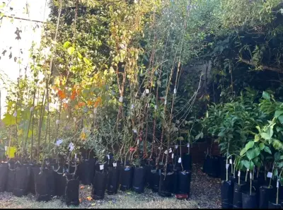 Árboles frutales - miniatura 2