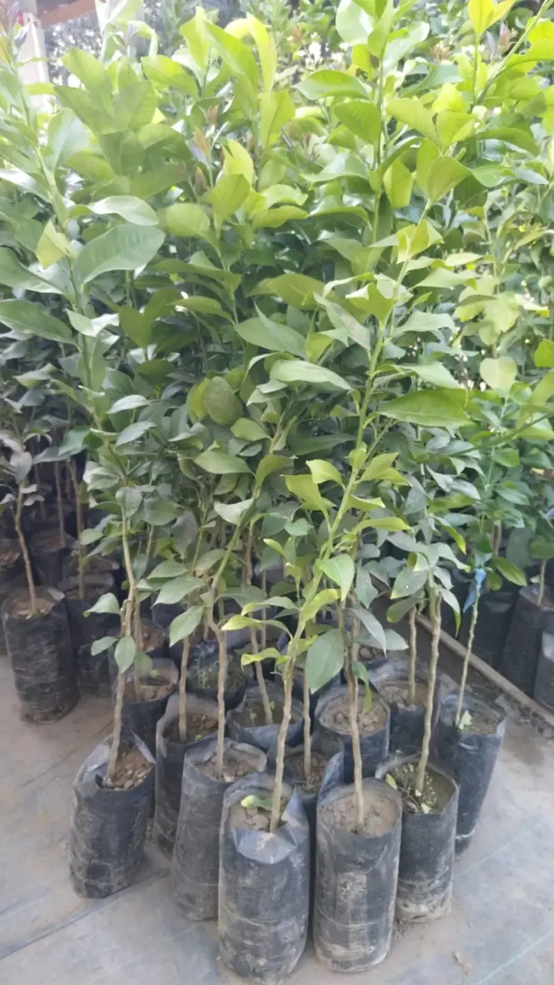 Árboles frutales - 3