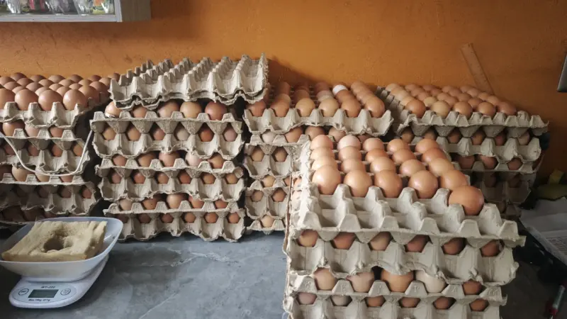 Huevos frescos de gallinas libres - 4