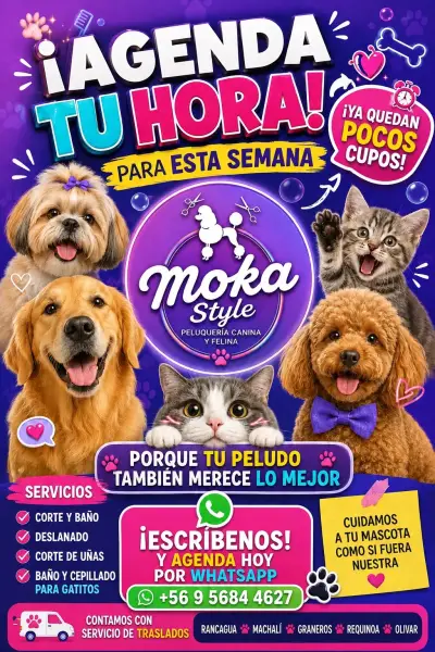Peluquería canina y felina - miniatura 1