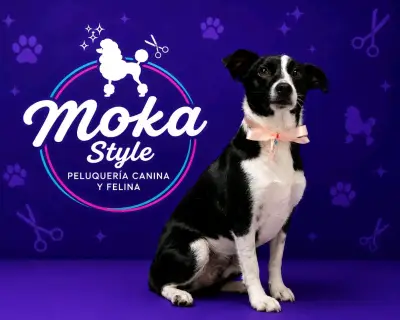 Peluquería canina y felina - miniatura 3