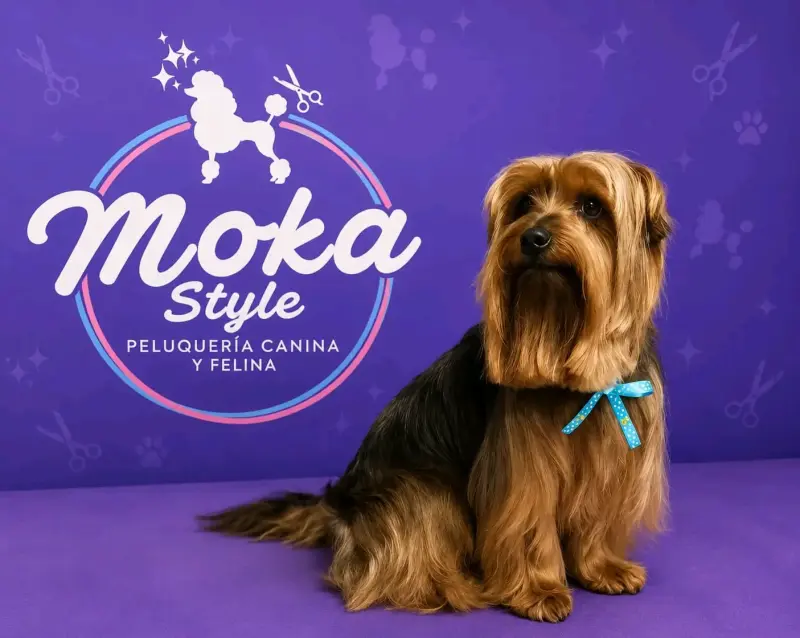Peluquería canina y felina - 5