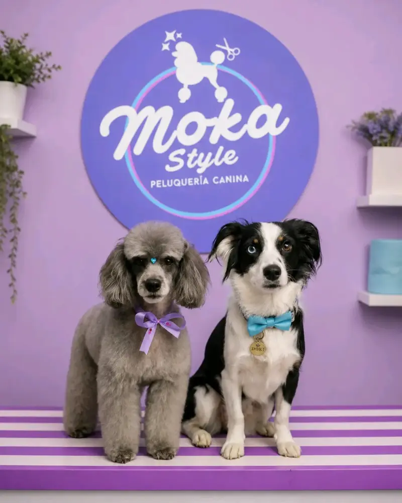 Peluquería canina y felina - 6
