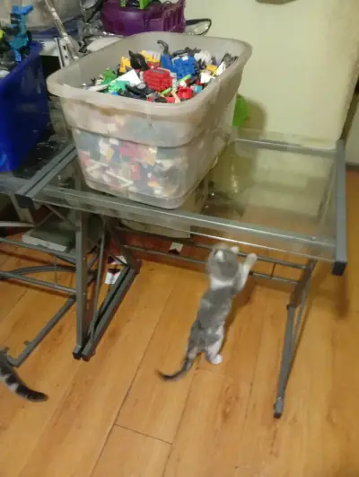 Escritorio de vidrio con estructura metálica - miniatura 5